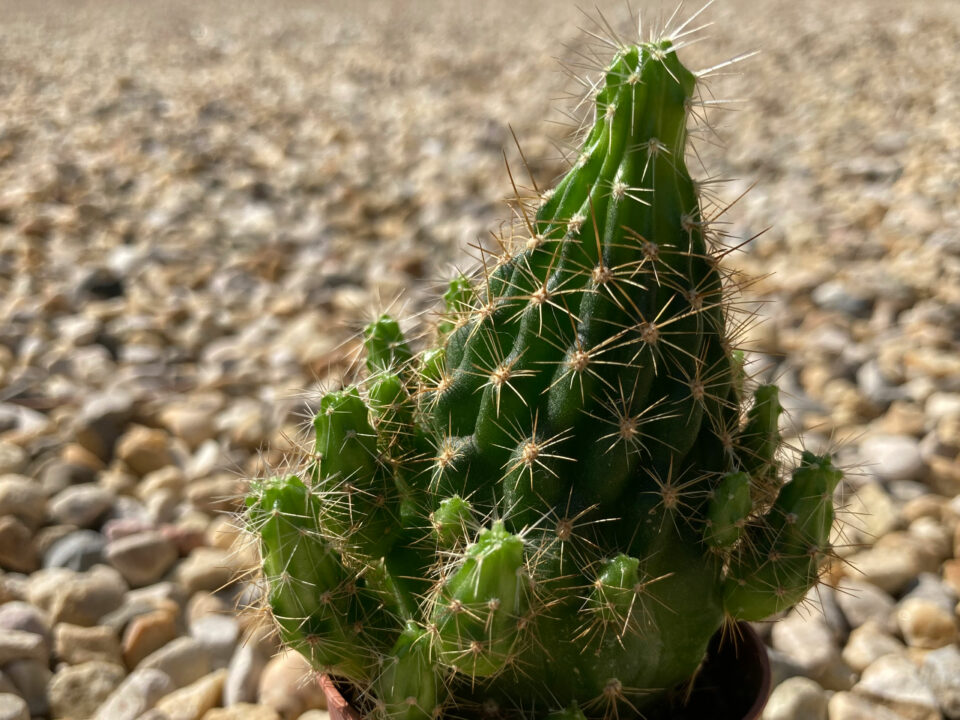 Adopte un cactus !