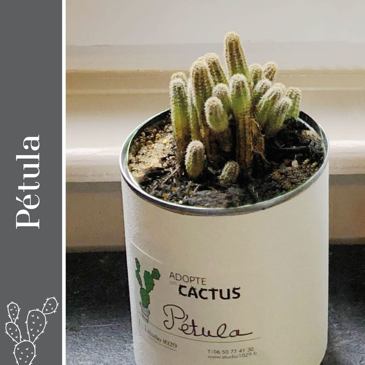 Agence web Facton de Besançon-Vesoul a adopté son cactus