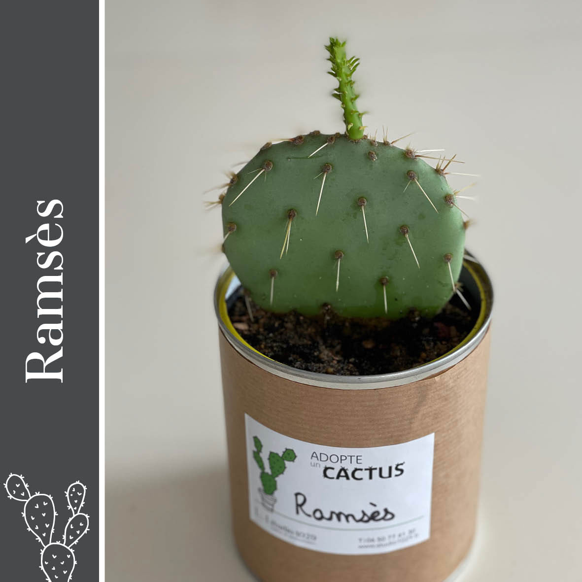 Adopte un cactus par Studio 1029